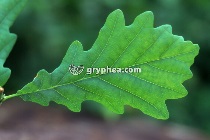 Feuille de Chêne - gryphea.com